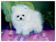 white pom need a new home