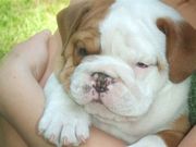 Two English bulldog puppies available