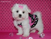 FABULOUS  MALTESE PUPPY 