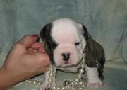 ENGLISH BULLDOG PUPPY FOR SALE