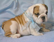 Cute Enlgish Bulldog Puppies 