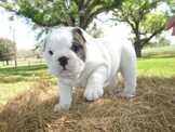 Three Cute English Bulldog Puppies for Free Adoption