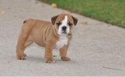 english bulldog for adoption