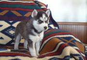 well trained Siberian husky puppies