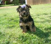 ADORABLE YORKIE GIRL FOR GOOD HOMES