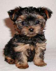 Adorable Yorkie puppies