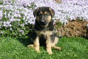 GERMAN SHEPHERD PUPPIES FOR SALE