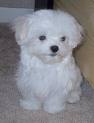 Maltese puppies for sale