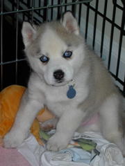 cute siberian husky puppy