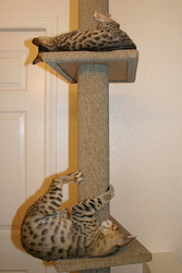 savannah kitten for sale