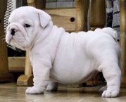 beautiful english bulldog