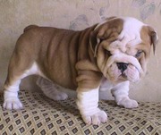 Gorgeous Breath Taking English Bulldog Puppies Ready.