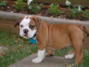 ADORABLE BULLDOG FOR ADOPTION 