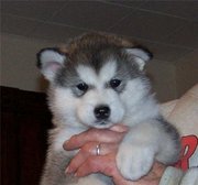 Alaskan malamute ckc registerd pups