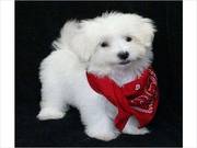 Maltese Pups