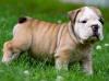 AKC REG English Bulldog Puppies For Adotpion