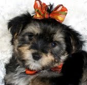 yorkie puppies for sale