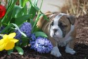 cute bulldog pupies for rehoming