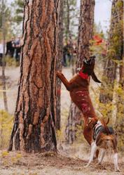 Redbone/Wlaker cougar hound puppies