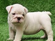 beautiful white english bulldog puppies