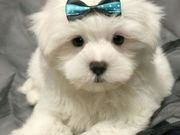 Maltese Puppies for sale