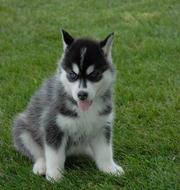 siberian husky puppies 