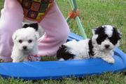 adoreble bichon for happy familly