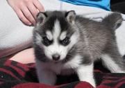 AKC Reg Siberian Husky For Adoption