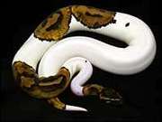 Royal piebald ball pythons 