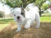 For sale CKC registered ENGLISH BULLDOG