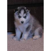 Beautiful siberian husky puppy a ready to go home